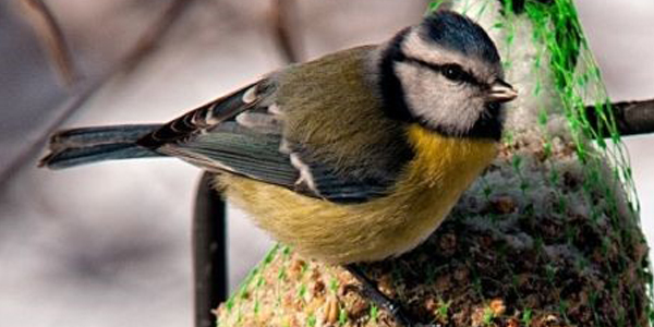 Wintervoer vogel