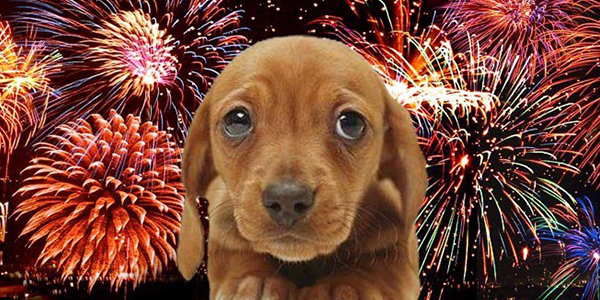 vuurwerk hond